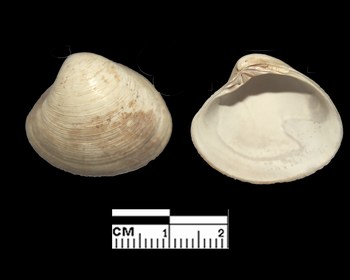 ancora bivalve da identificare